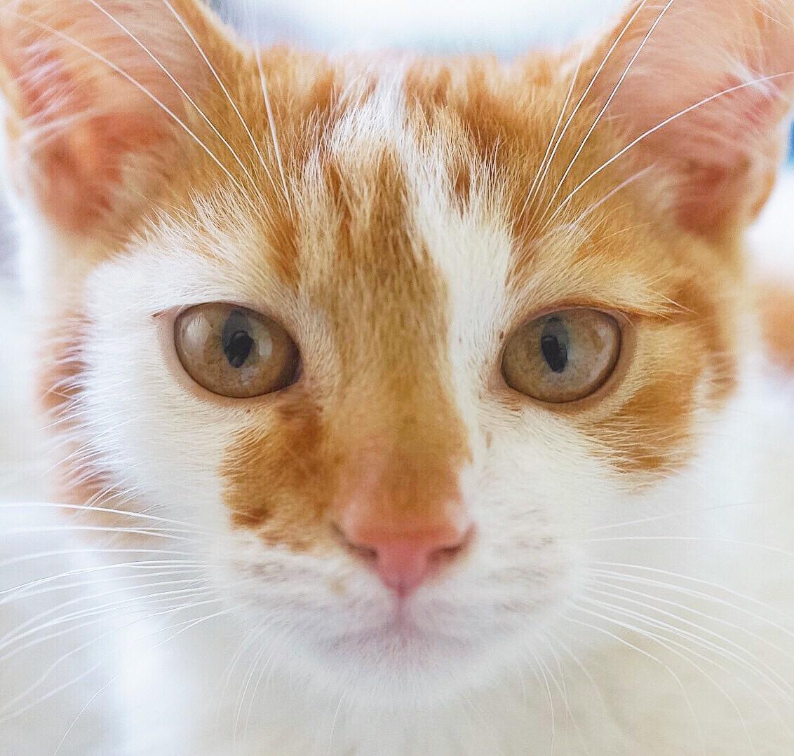 Huskat Max billede 6