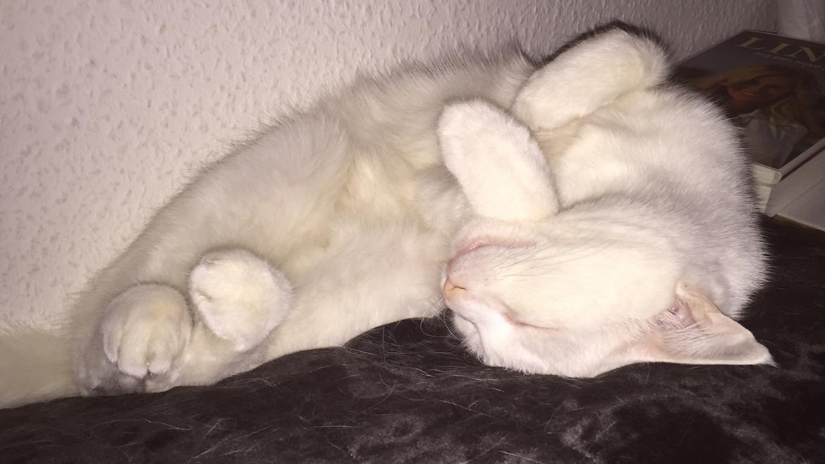 Huskat Zaharah - Så får man lige en på øhet❤️ billede 4