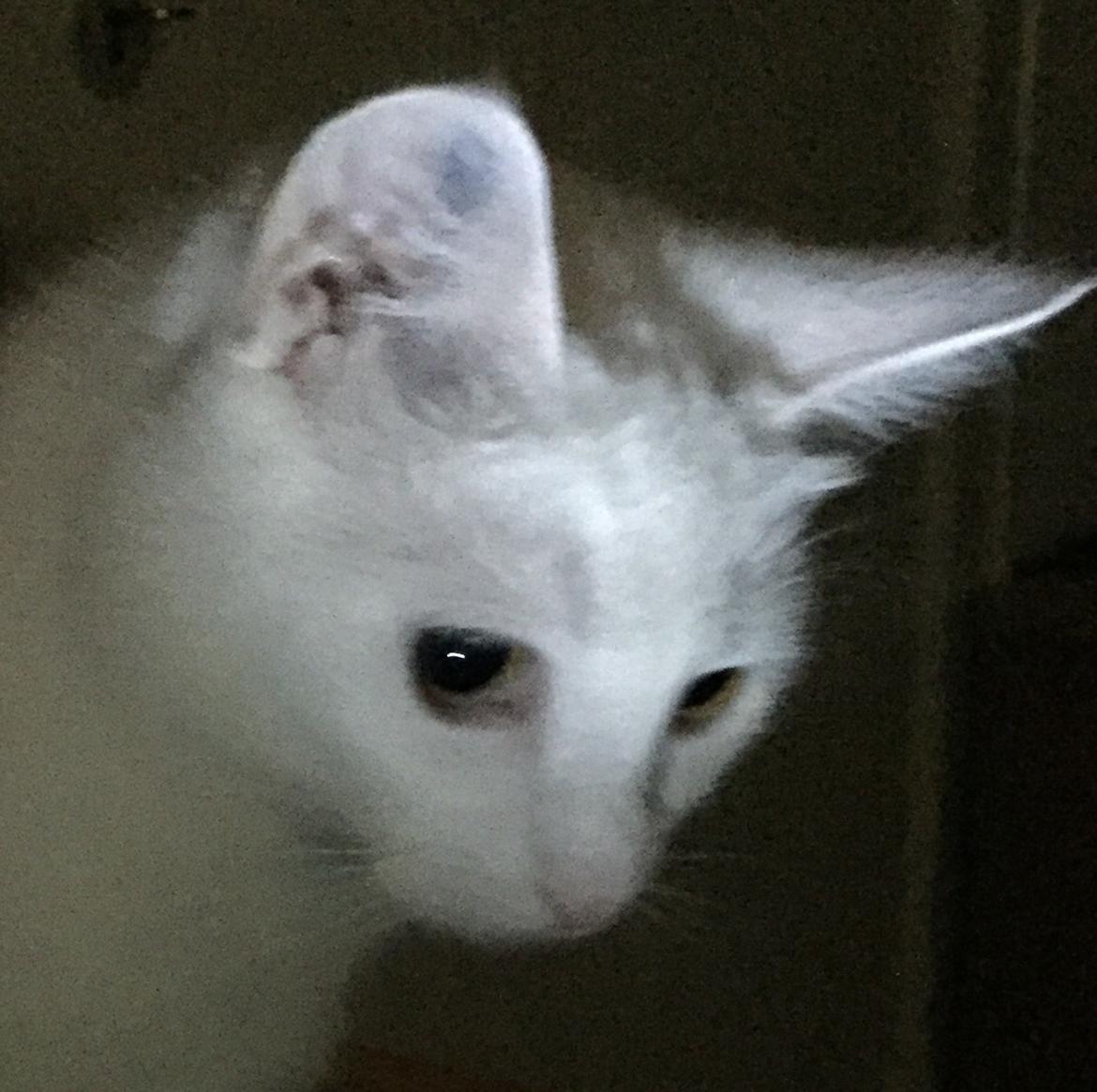 Huskat Zaharah - Om natten er alle kattegrå - bare ikke Zaharah, hun er stadigvæk hvid ❤️ billede 5