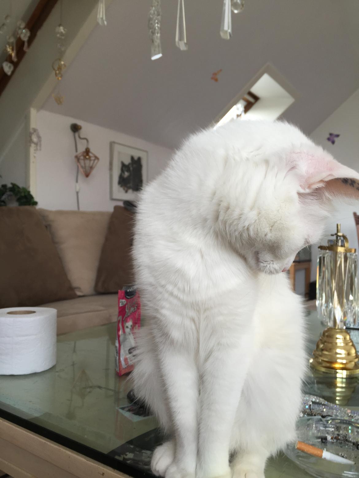 Huskat Zaharah - Lidt genert ka vi alle blive❤️ billede 6