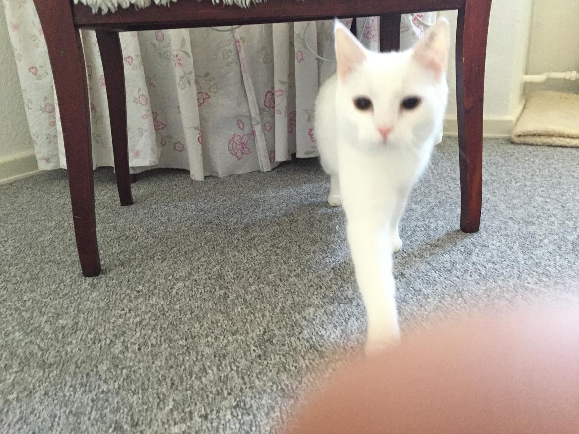 Huskat Zaharah - Man er vel en lady❤️ billede 9
