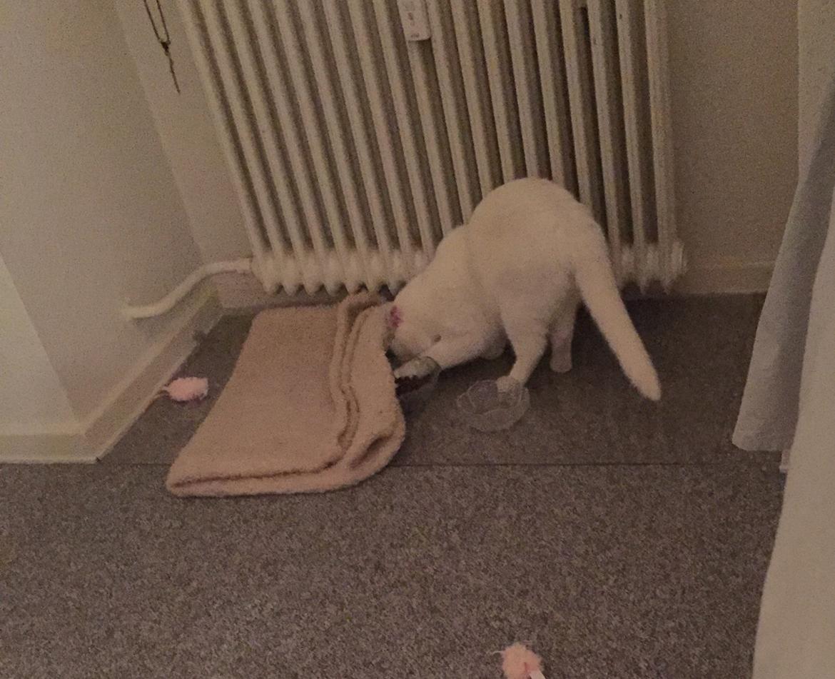 Huskat Zaharah - Gemmeleeeg, mor finder mig aaldriiig....hehe billede 10
