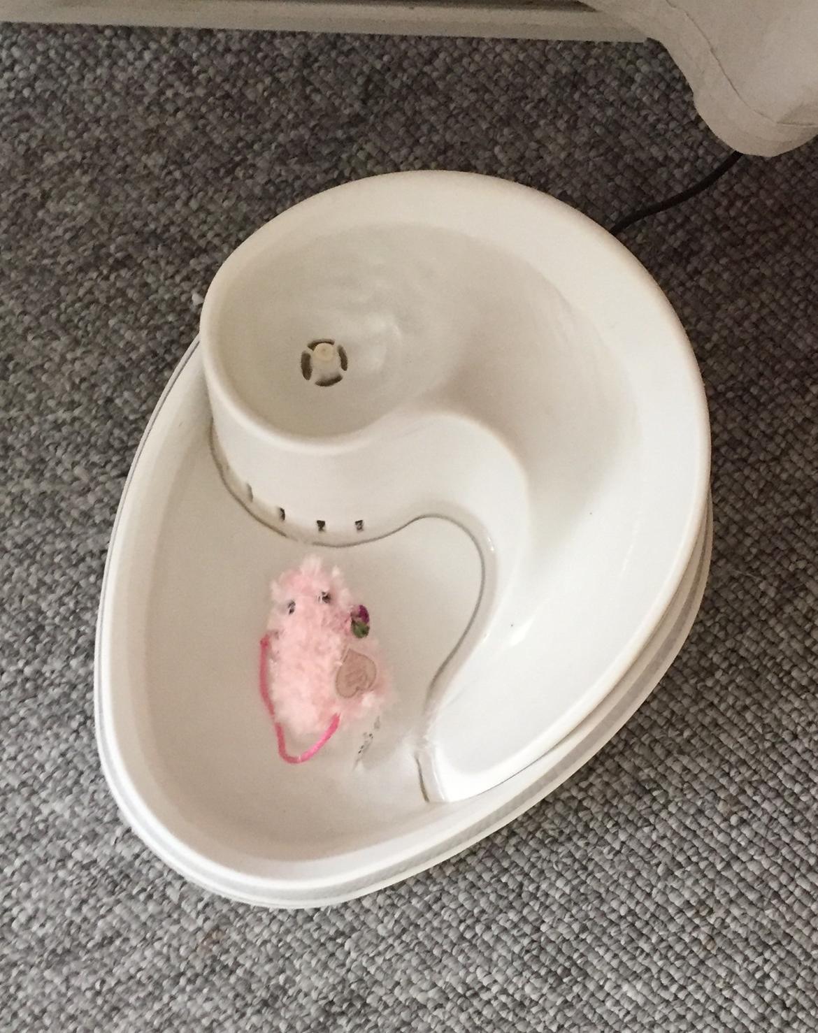 Huskat Zaharah - Død over mini mus❤️ billede 13