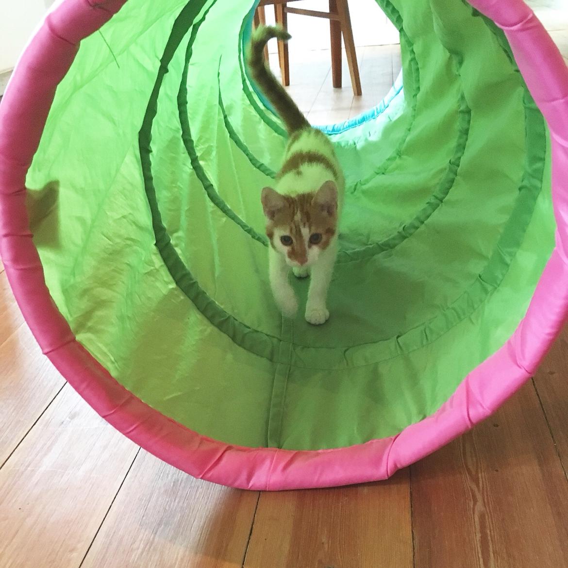 Huskat Max billede 7