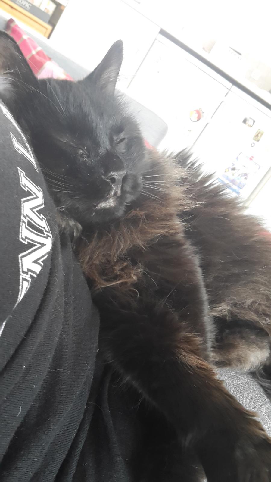 Kurilean Bobtail Beretta iz Dikogo Plemeni [Himmelkat] billede 16