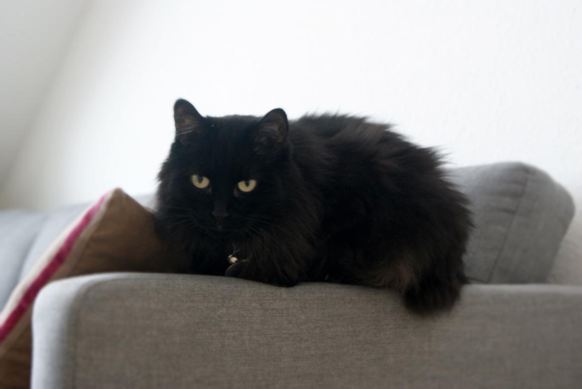 Kurilean Bobtail Beretta iz Dikogo Plemeni [Himmelkat] billede 17