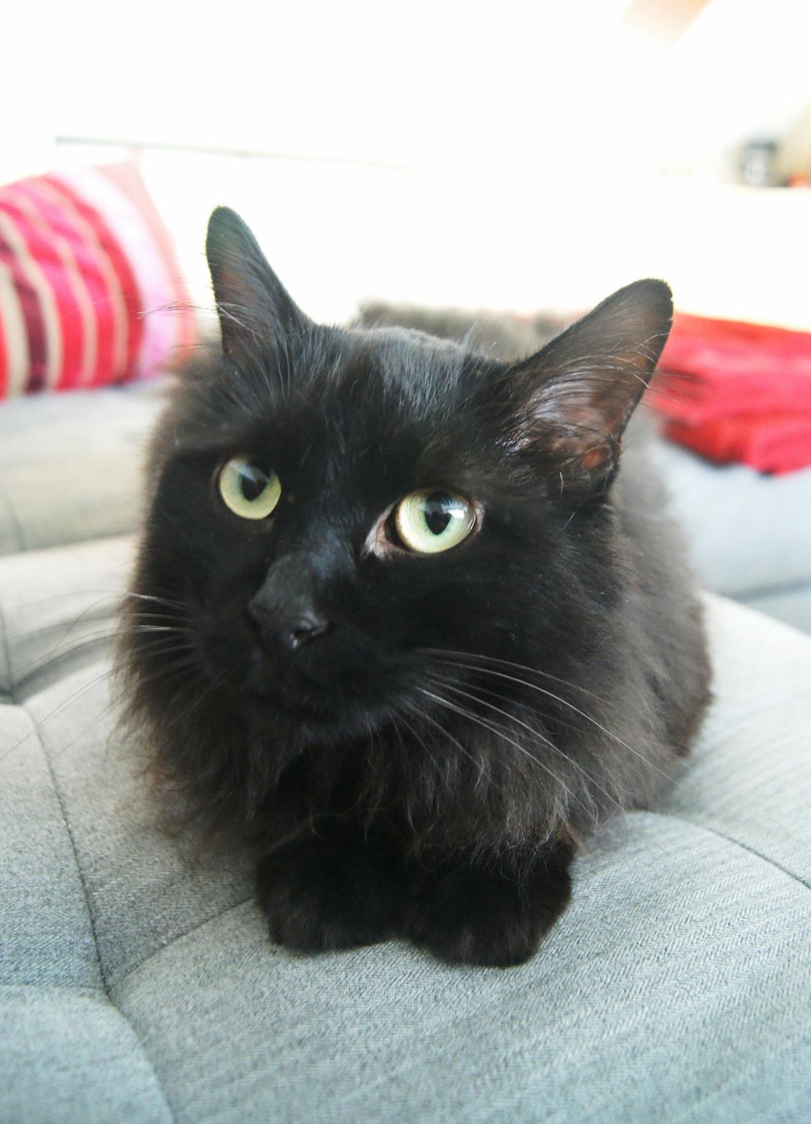 Kurilean Bobtail Beretta iz Dikogo Plemeni [Himmelkat] billede 18