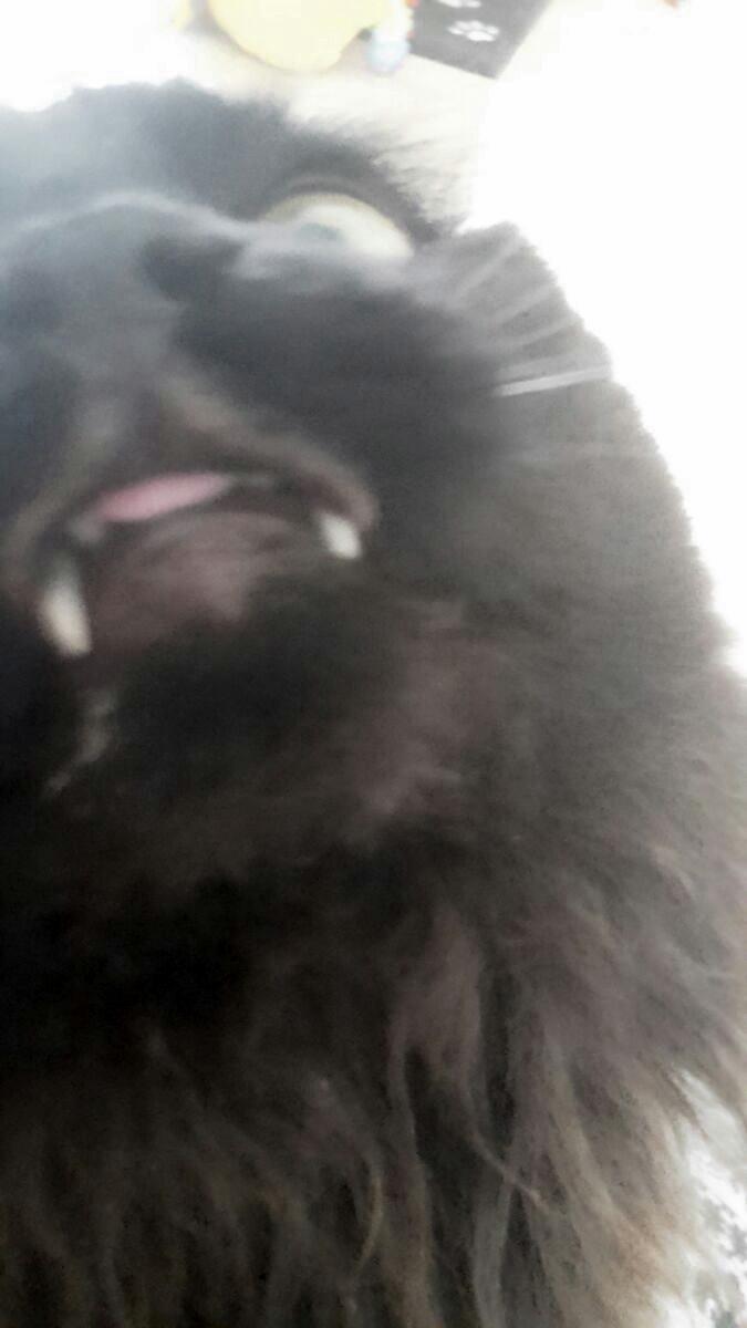 Kurilean Bobtail Beretta iz Dikogo Plemeni [Himmelkat] billede 14