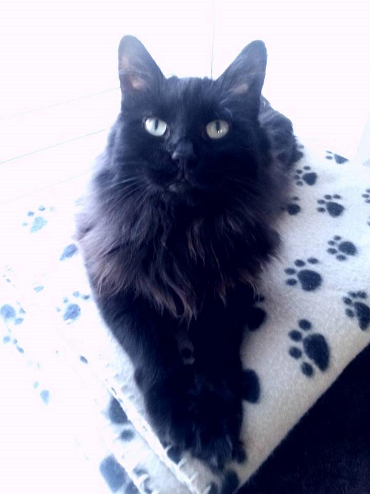 Kurilean Bobtail Beretta iz Dikogo Plemeni [Himmelkat] billede 19