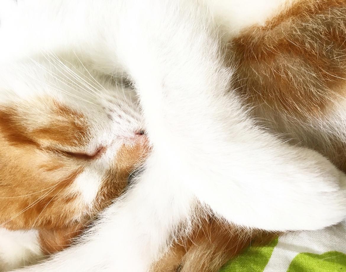 Huskat Max billede 9