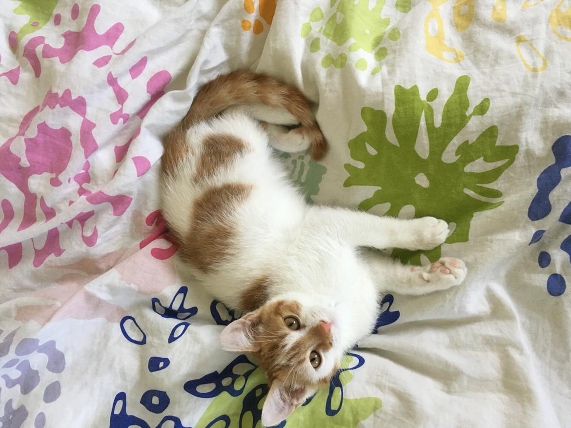 Huskat Max billede 10