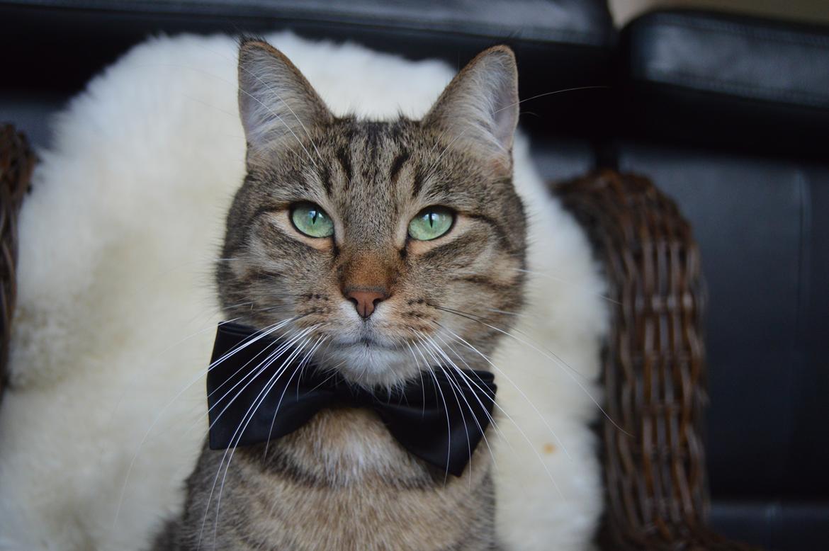 Huskat Ludvig the bulldog billede 11