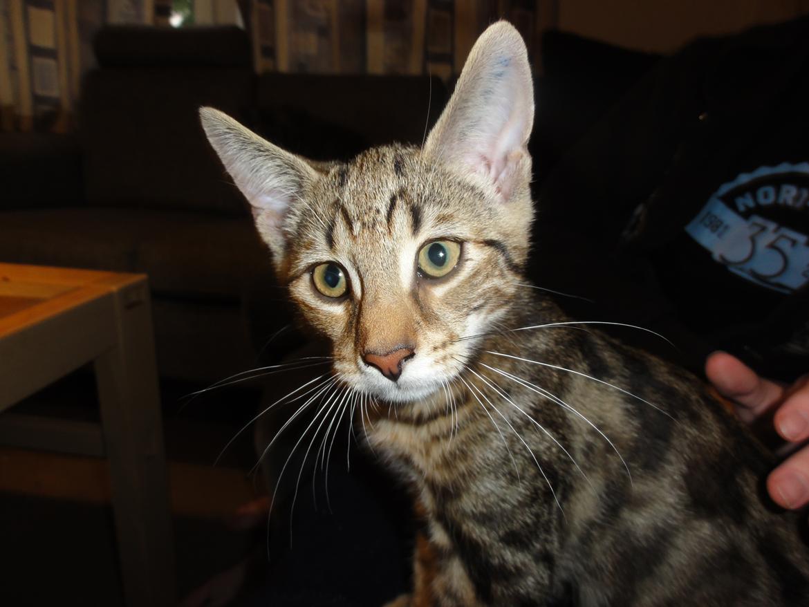 Huskat Mr. Tomiss billede 34