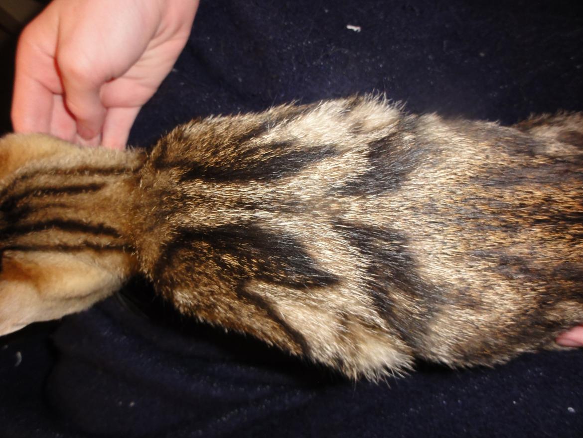 Huskat Mr. Tomiss billede 35