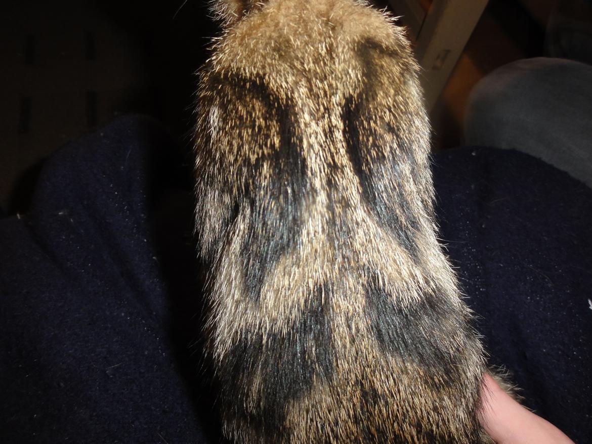 Huskat Mr. Tomiss billede 36