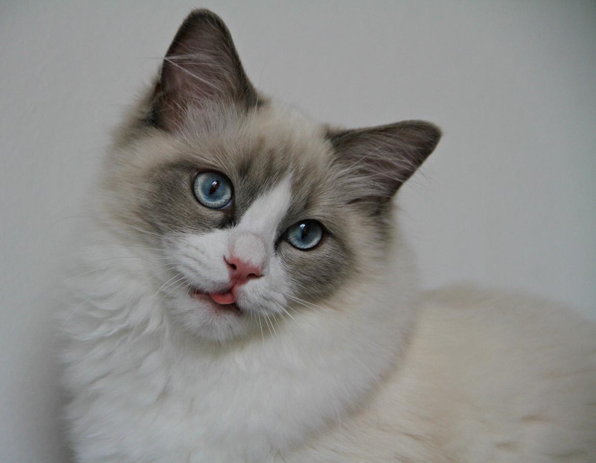 Ragdoll Dk Loumag's Dinner4One Mr. Pommeroy billede 21