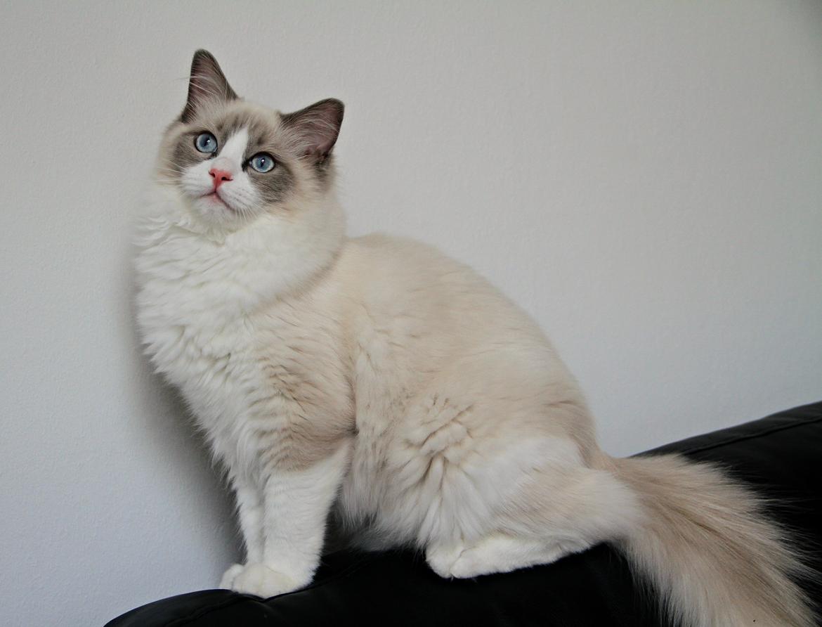 Ragdoll Dk Loumag's Dinner4One Mr. Pommeroy billede 1