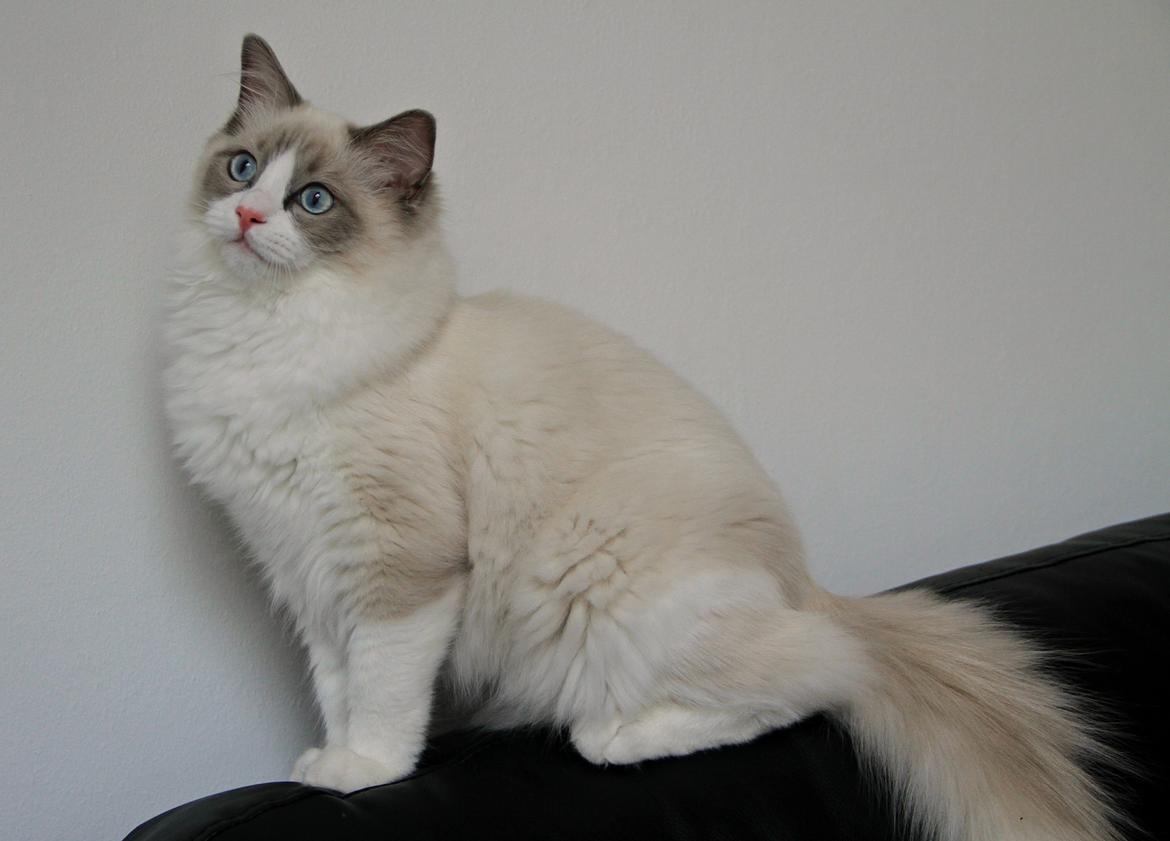 Ragdoll Dk Loumag's Dinner4One Mr. Pommeroy billede 8