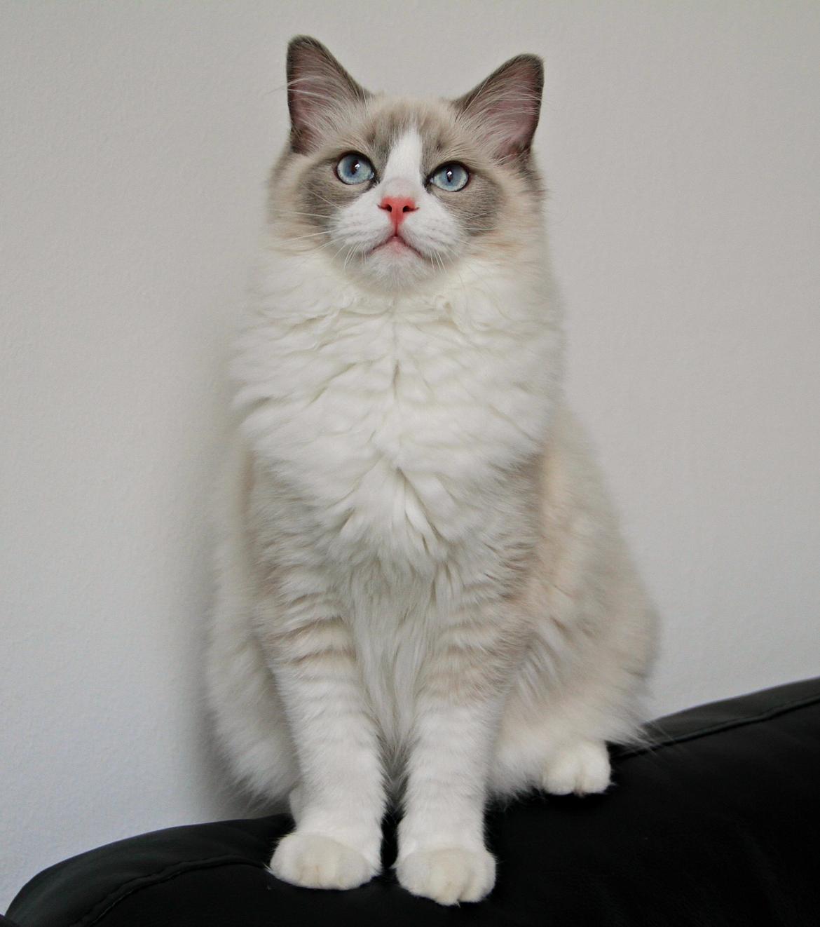 Ragdoll Dk Loumag's Dinner4One Mr. Pommeroy billede 23