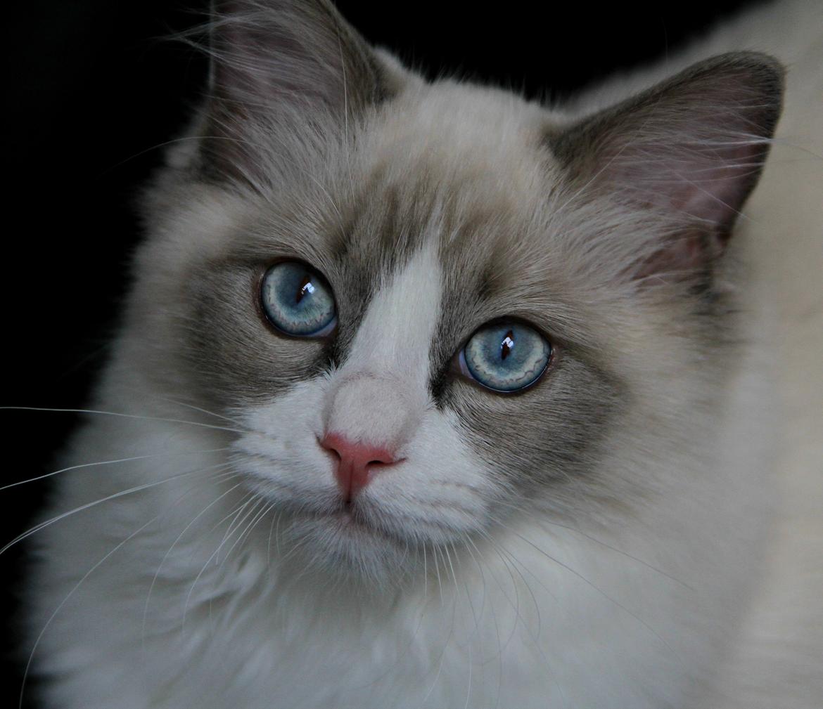 Ragdoll Dk Loumag's Dinner4One Mr. Pommeroy billede 24