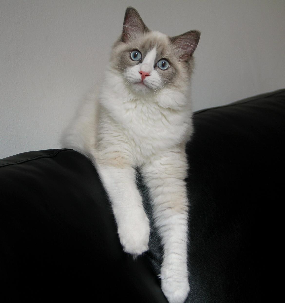 Ragdoll Dk Loumag's Dinner4One Mr. Pommeroy billede 2