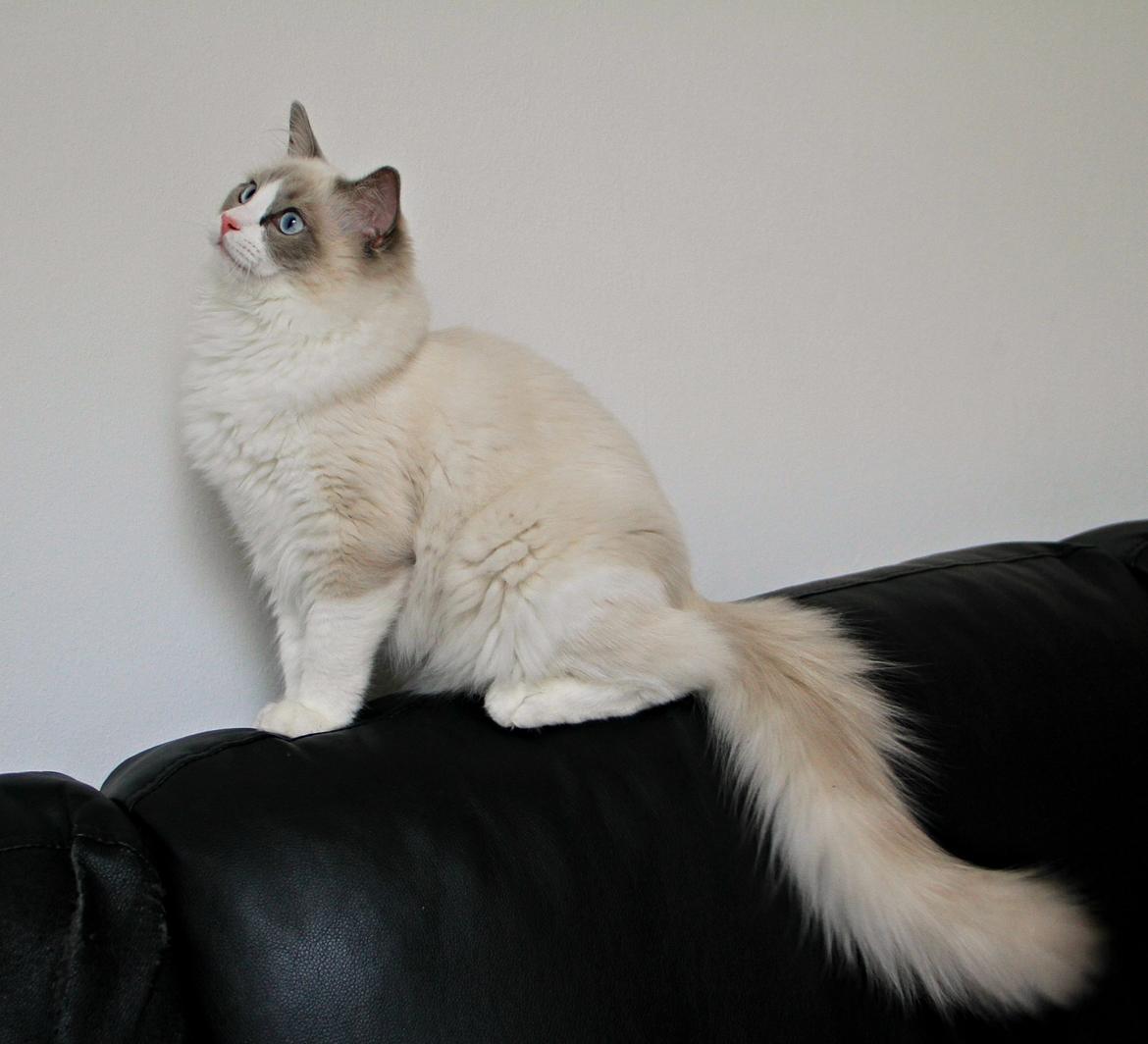 Ragdoll Dk Loumag's Dinner4One Mr. Pommeroy billede 22