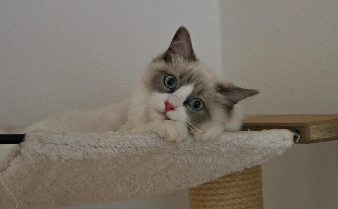 Ragdoll Dk Loumag's Dinner4One Mr. Pommeroy billede 26