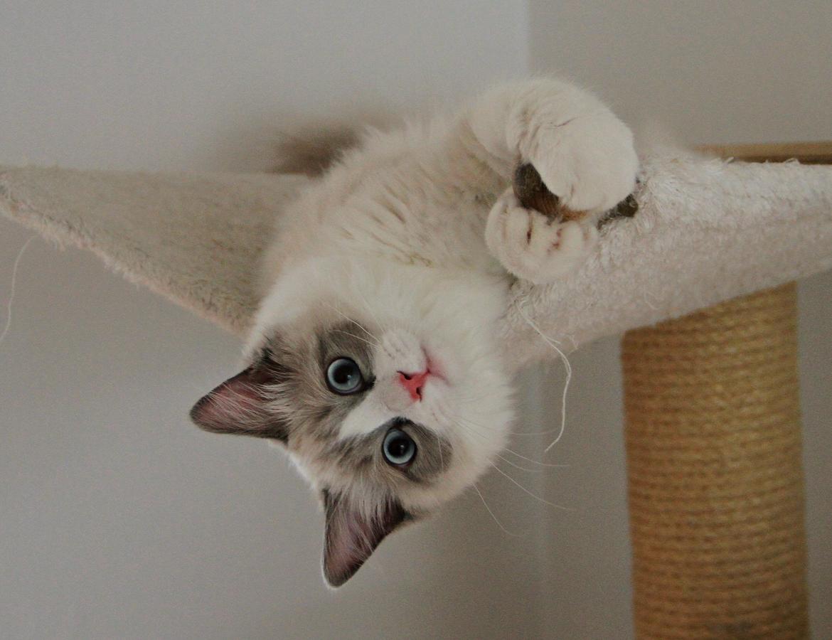 Ragdoll Dk Loumag's Dinner4One Mr. Pommeroy billede 27