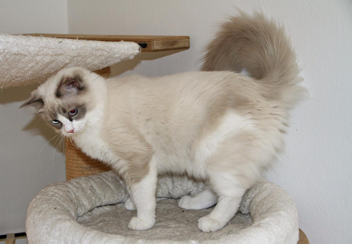 Ragdoll Dk Loumag's Dinner4One Mr. Pommeroy billede 25