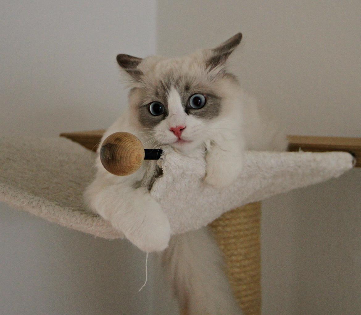 Ragdoll Dk Loumag's Dinner4One Mr. Pommeroy billede 28