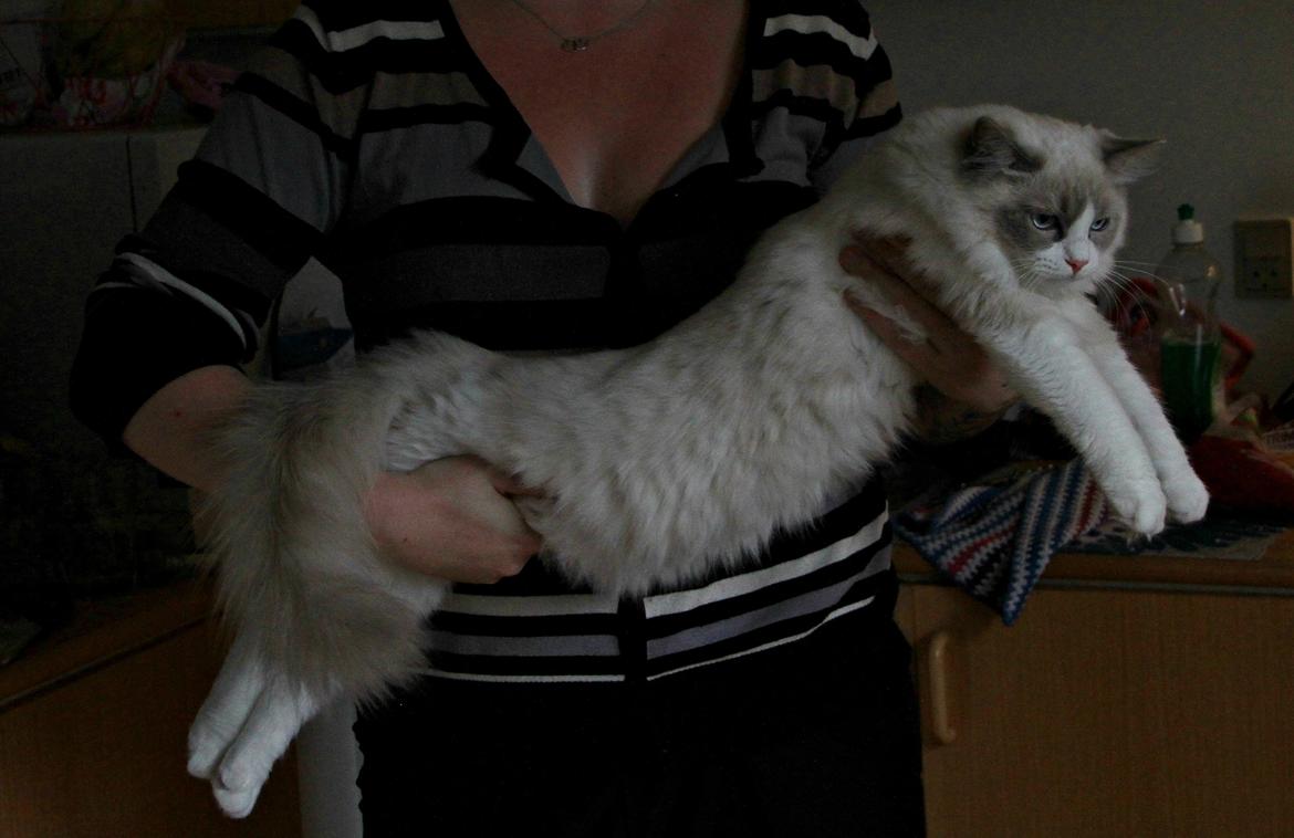 Ragdoll Dk Loumag's Dinner4One Mr. Pommeroy billede 29