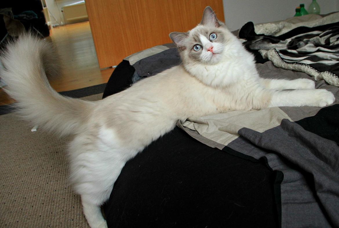 Ragdoll Dk Loumag's Dinner4One Mr. Pommeroy billede 7