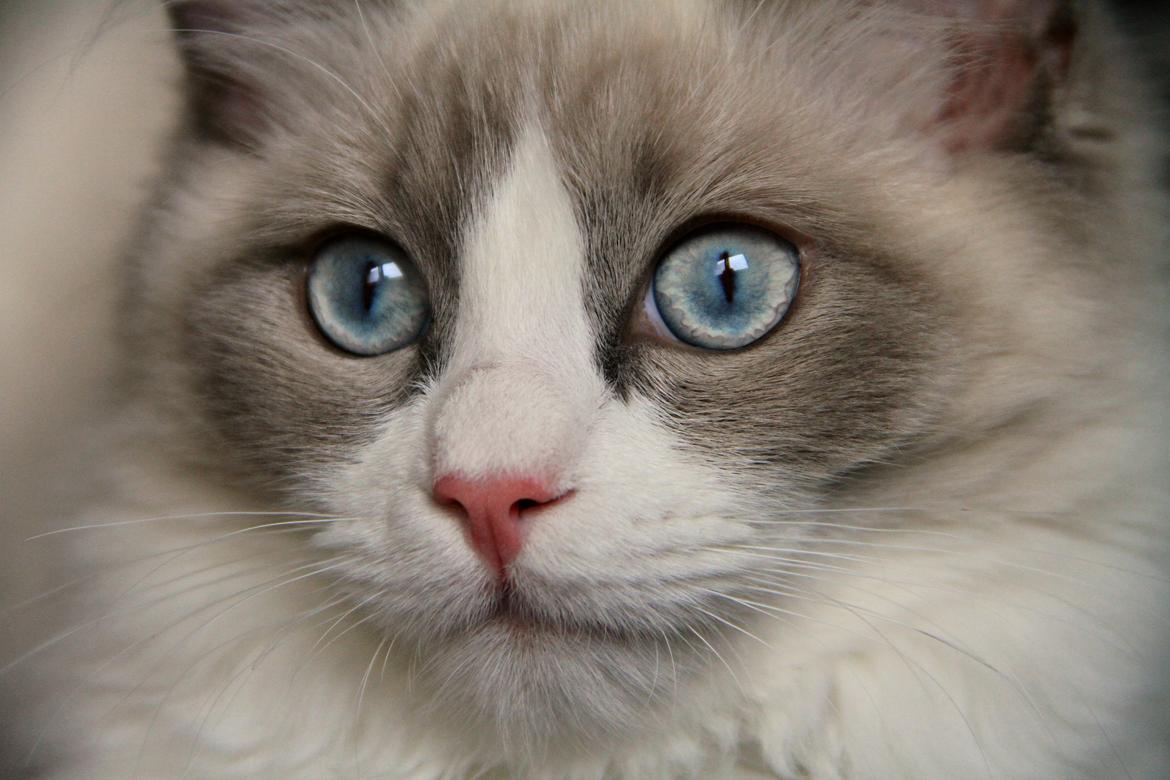 Ragdoll Dk Loumag's Dinner4One Mr. Pommeroy billede 30