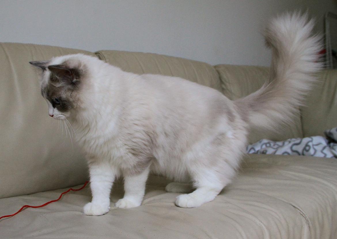 Ragdoll Dk Loumag's Dinner4One Mr. Pommeroy billede 31