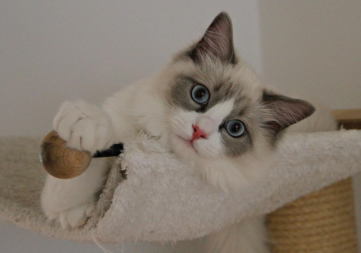 Ragdoll Dk Loumag's Dinner4One Mr. Pommeroy billede 4