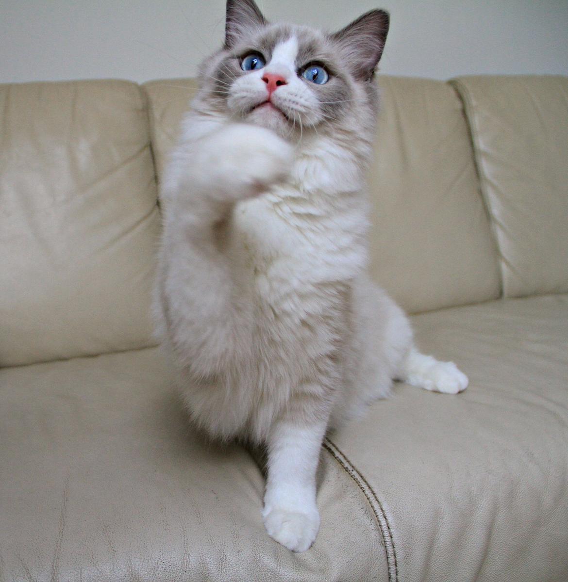 Ragdoll Dk Loumag's Dinner4One Mr. Pommeroy billede 33