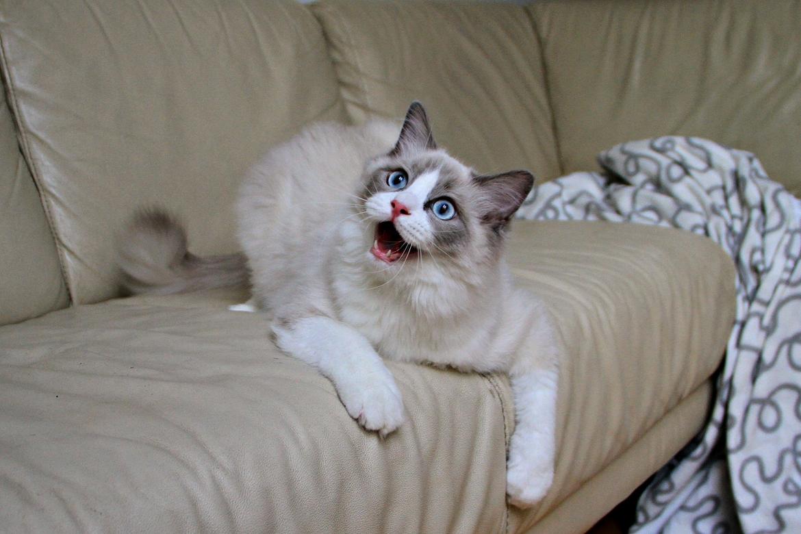 Ragdoll Dk Loumag's Dinner4One Mr. Pommeroy billede 6