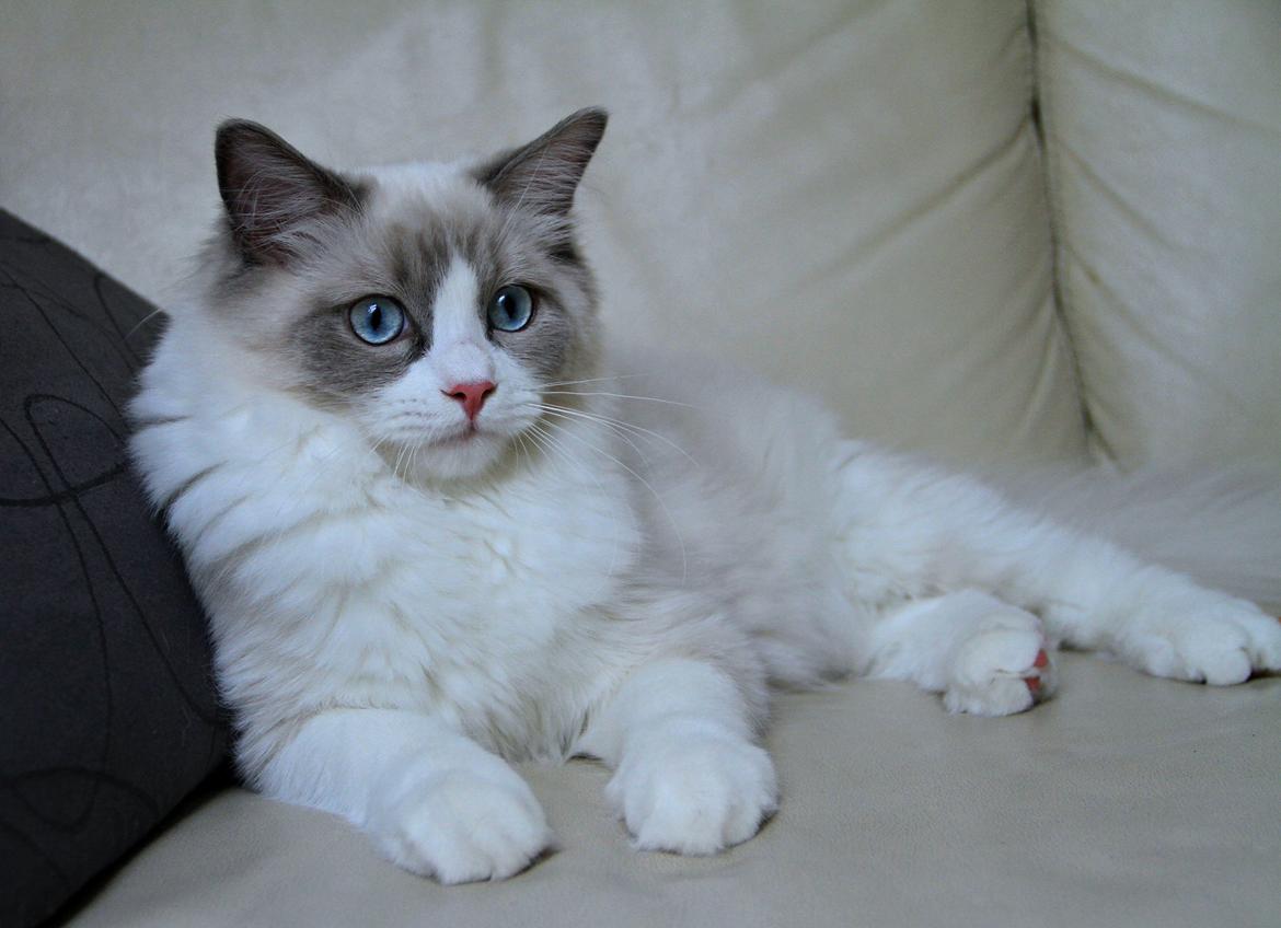 Ragdoll Dk Loumag's Dinner4One Mr. Pommeroy billede 5