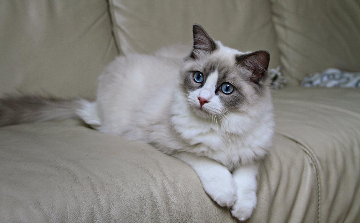 Ragdoll Dk Loumag's Dinner4One Mr. Pommeroy billede 34