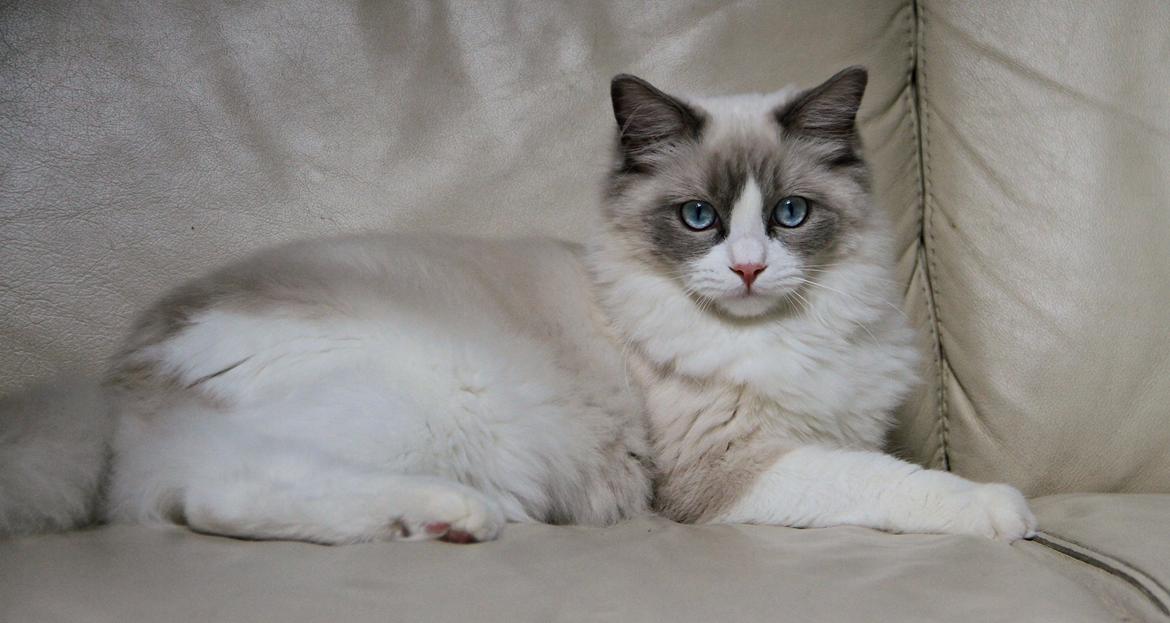 Ragdoll Dk Loumag's Dinner4One Mr. Pommeroy billede 3