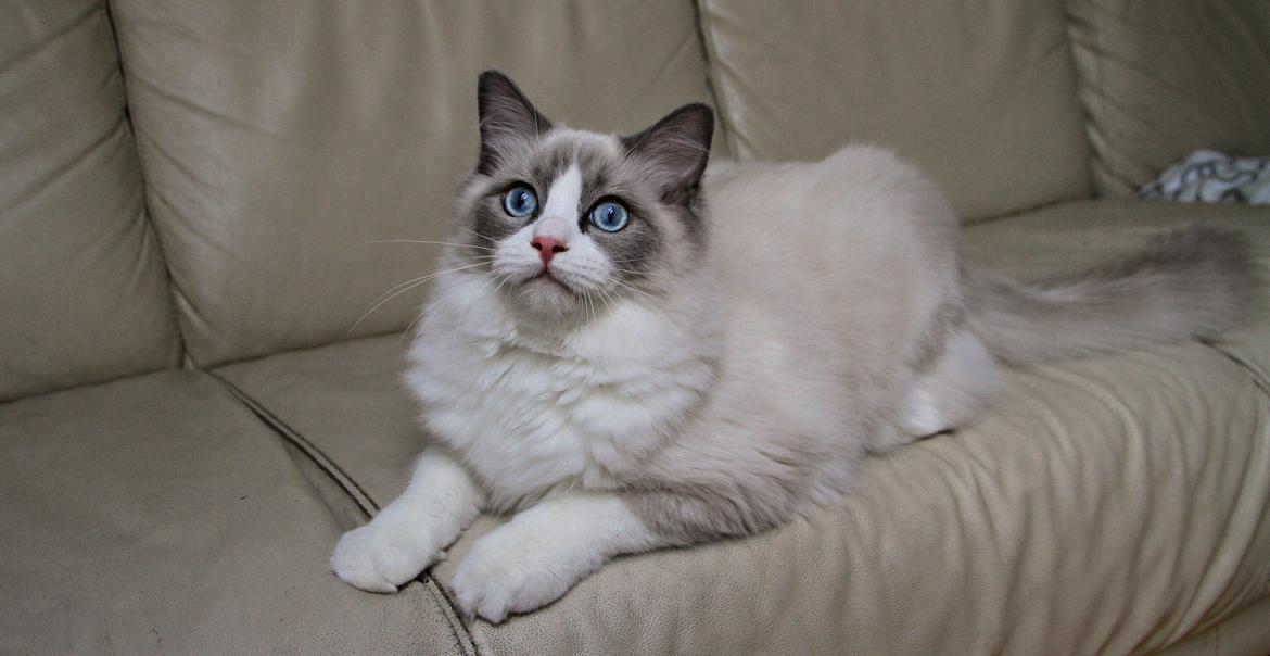 Ragdoll Dk Loumag's Dinner4One Mr. Pommeroy billede 32