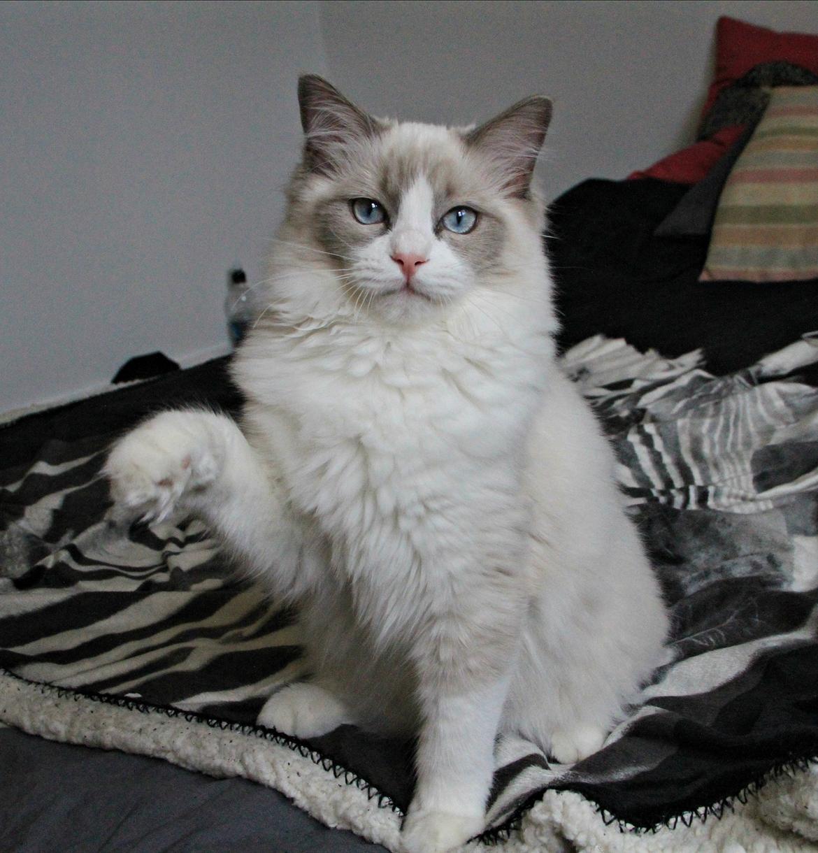 Ragdoll Dk Loumag's Dinner4One Mr. Pommeroy billede 35