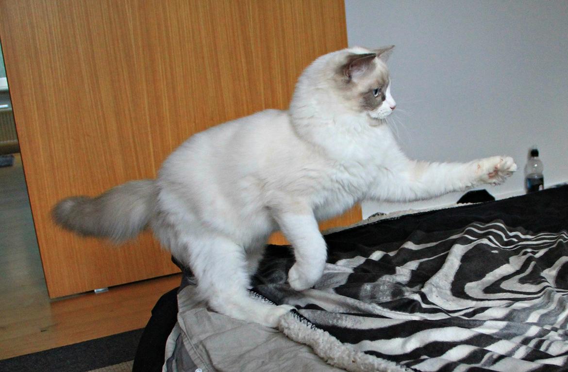 Ragdoll Dk Loumag's Dinner4One Mr. Pommeroy billede 36