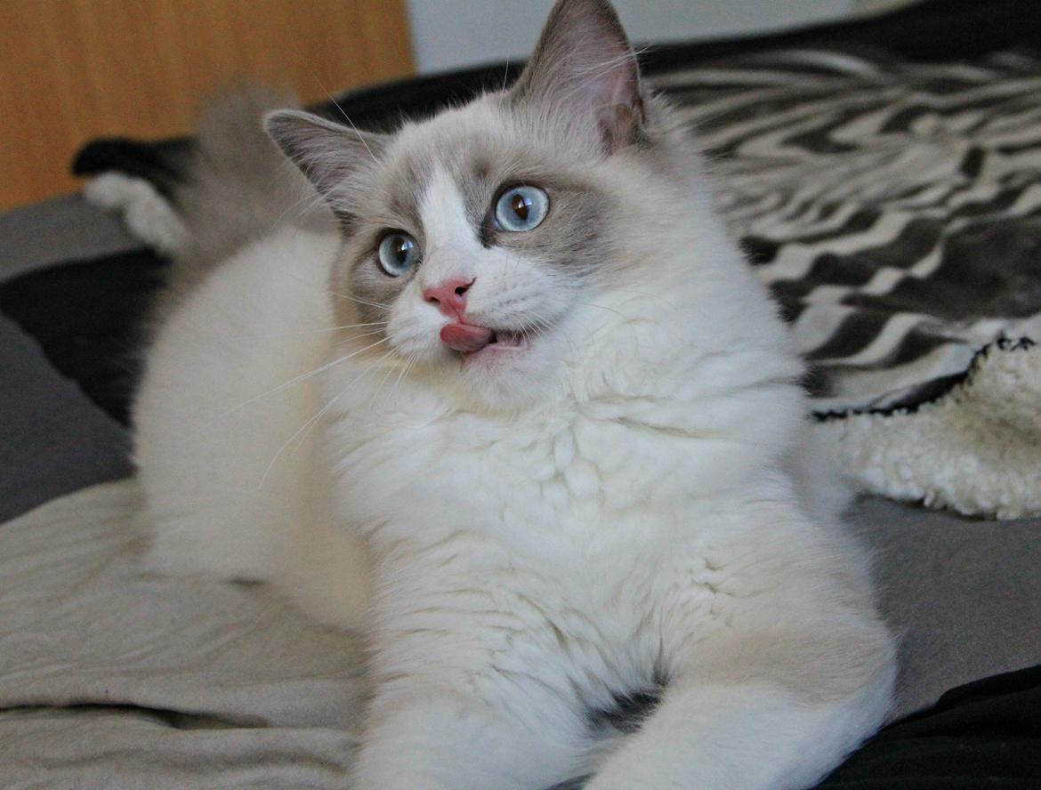 Ragdoll Dk Loumag's Dinner4One Mr. Pommeroy billede 37