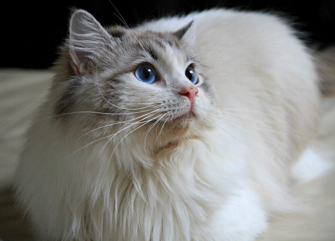 Ragdoll Rodrigo el Cid af Camelot Treasure DK Ragdoll billede 2