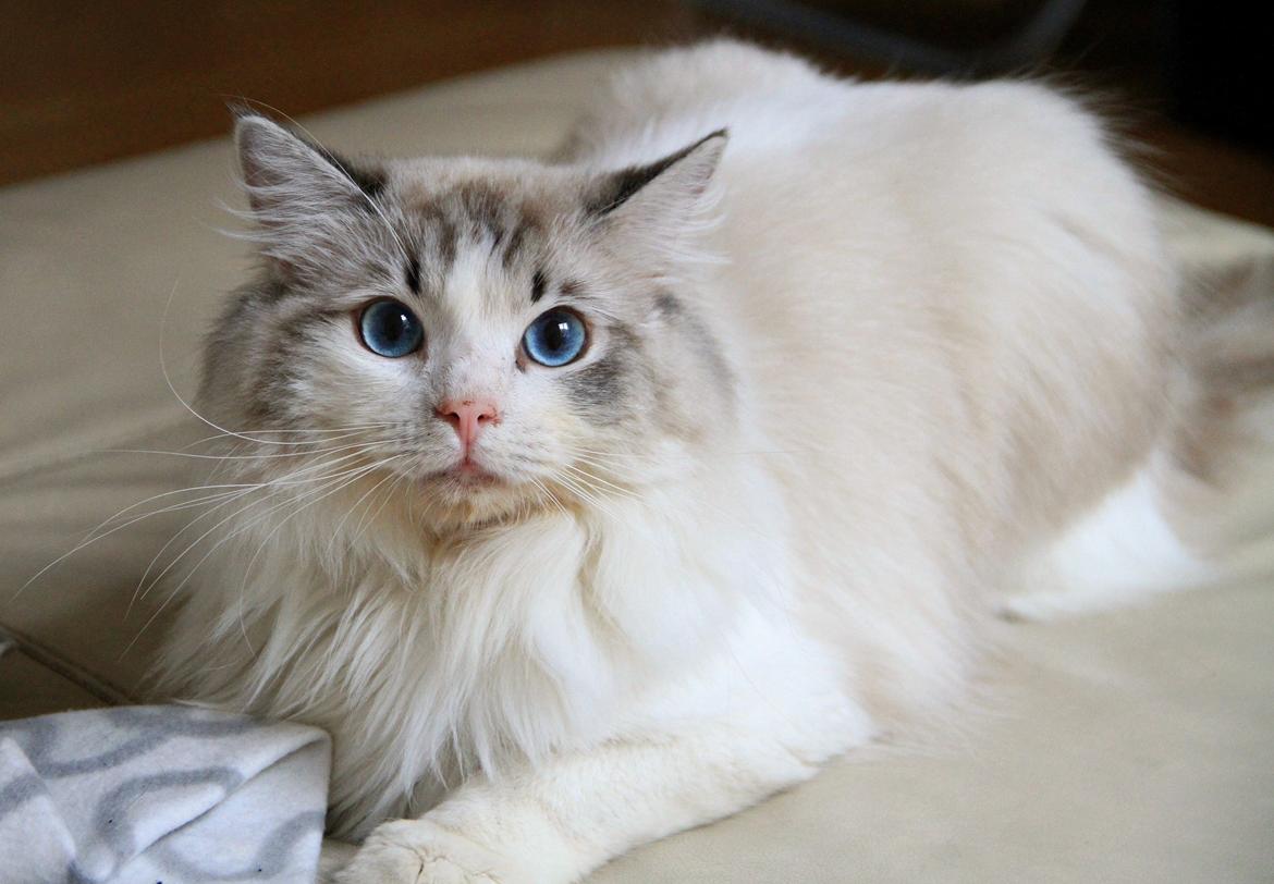 Ragdoll Rodrigo el Cid af Camelot Treasure DK Ragdoll billede 4