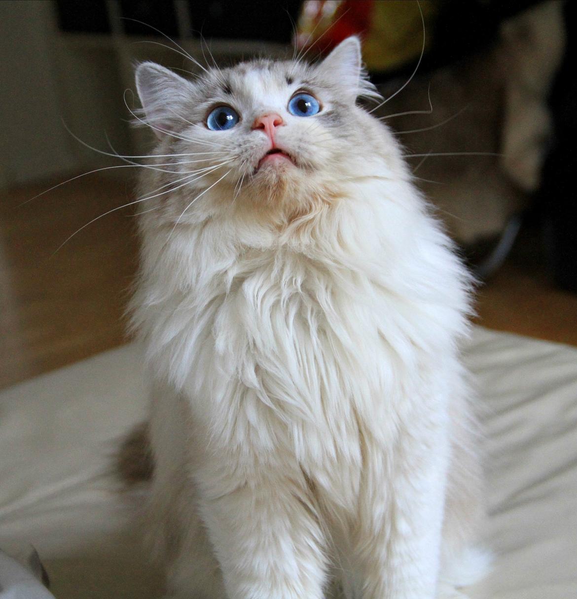 Ragdoll Rodrigo el Cid af Camelot Treasure DK Ragdoll billede 7