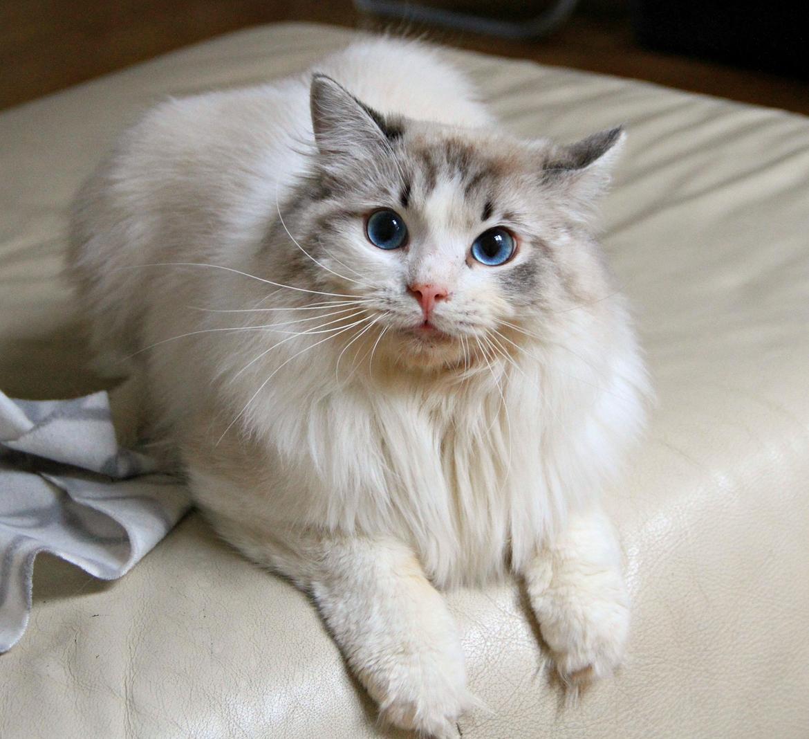 Ragdoll Rodrigo el Cid af Camelot Treasure DK Ragdoll billede 9