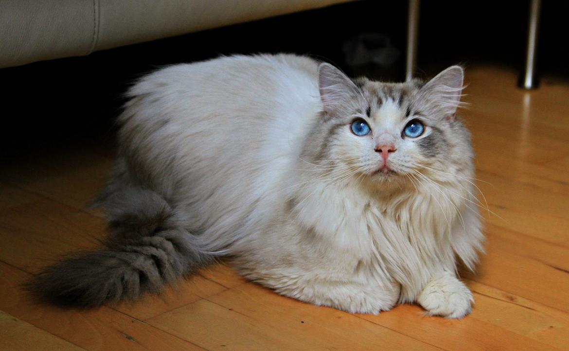 Ragdoll Rodrigo el Cid af Camelot Treasure DK Ragdoll billede 11