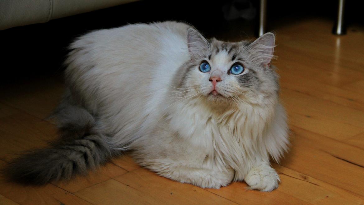 Ragdoll Rodrigo el Cid af Camelot Treasure DK Ragdoll billede 12